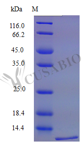 C-C motif chemokine 12 protein (Ccl12) (Active), mouse, recombinant