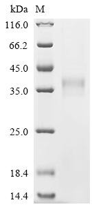 Butyrophilin-like protein 9 (BTNL9), partial, recombinant human