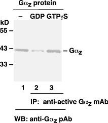 Anti-Active G.alpha.z, monoclonal