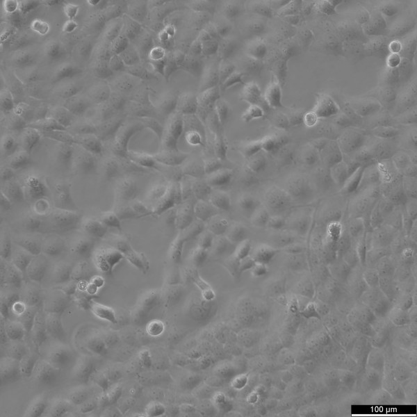 WI 38 VA13 subline 2RA Cells