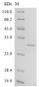 Cell death activator CIDE-B (CIDEB), partial, bovine, recombinant