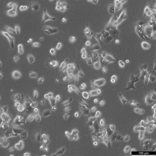 CLS-439 Cells