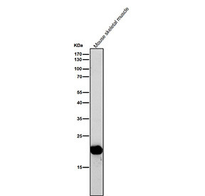 Anti-BCL2L15 / BCL2 like protein 15, clone 31B01