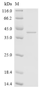 Adipolin (C1QTNF12), human, recombinant