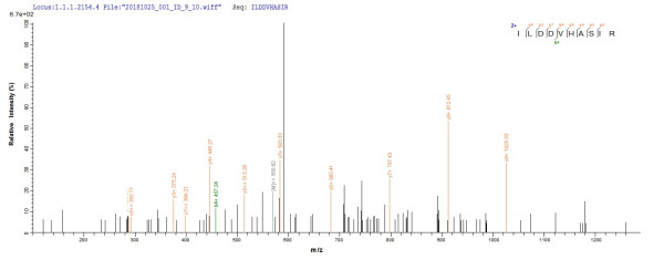 Cobalamin import ATP-binding protein BtuD (btuD), Halobacterium salinarum, recombinant
