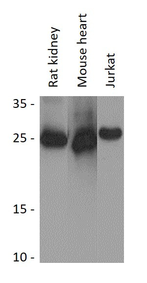 Anti-MRPL24