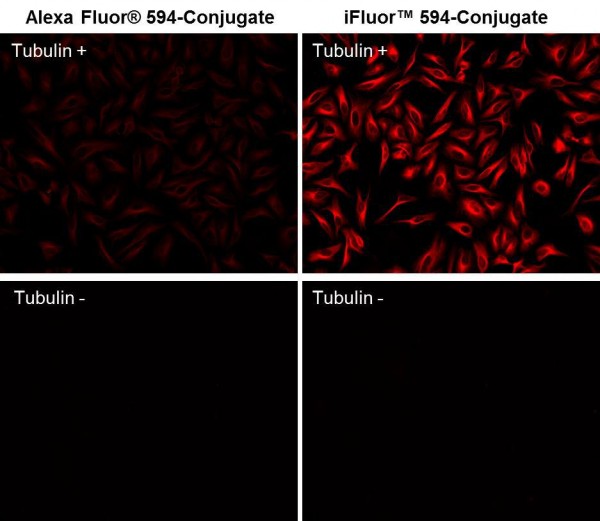 iFluor(TM) 594 maleimide