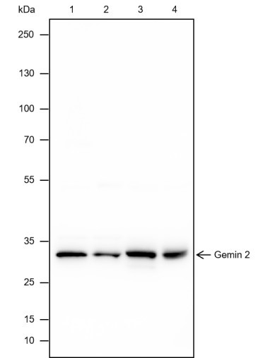 Anti-Recombinant Gemin 2, clone A461