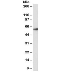Anti-FOXA2 [Biotin Conjugate]