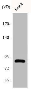Anti-CDH19