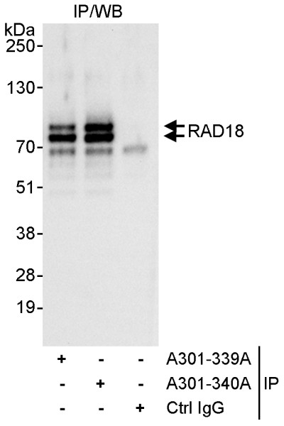 Anti-Rad18