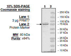 PRMT7, human recombinant protein