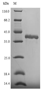 Fibroblast growth factor 15 (Fgf15), mouse, recombinant