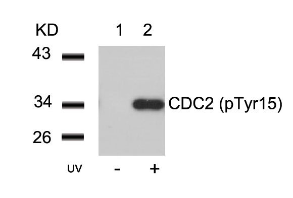 Anti-phospho-CDC2 (Tyr15)