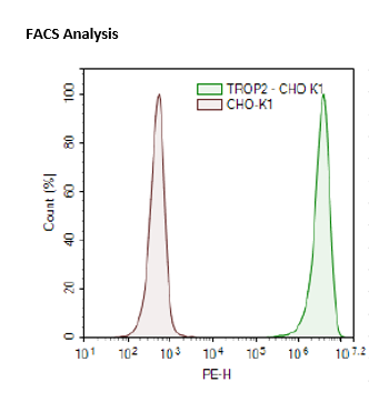 TROP2 - CHO-K1 Recombinant Cell Line