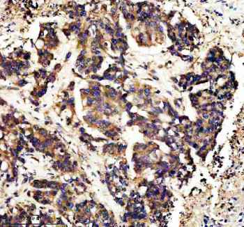 Anti-CAMK II alpha / CAMK2A, clone AAFF-3