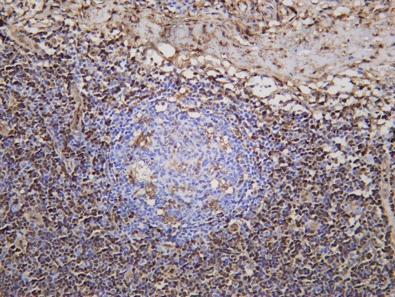 Anti-Recombinant Annexin I, clone C112215