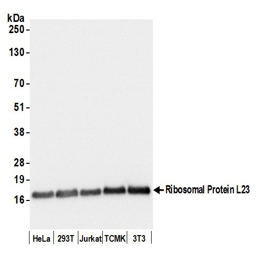 Anti-Ribosomal Protein L23/RPL23