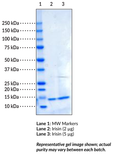 Irisin (human, recombinant)