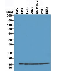 Anti-Histone H2B, clone RM230 (recombinant antibody)