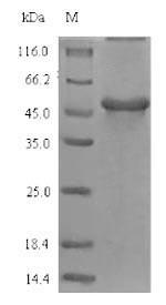 Gamma-glutamyl hydrolase, Glycine max, recombinant