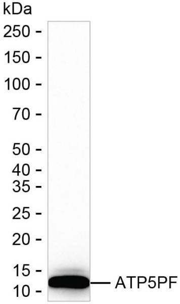 Anti-ATP5PF