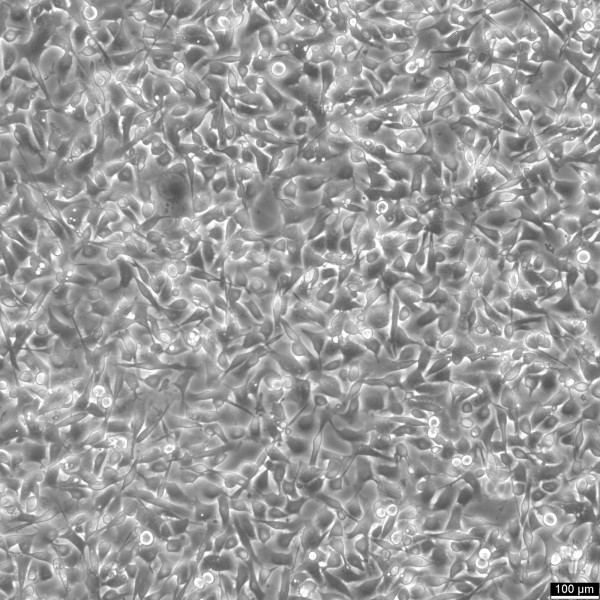 B16 Cells