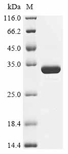 Pertussis toxin subunit 1 homolog (ptxA), Bordetella bronchiseptica, recombinant
