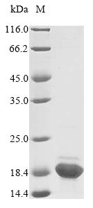 Acyl-CoA-binding protein (Dbi), rat, recombinant