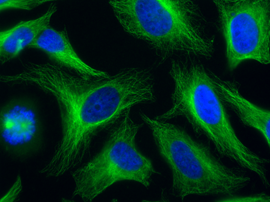 Anti-alpha-Tubulin, mAb (rec.), clone F2C, ATTO 488 conjugated