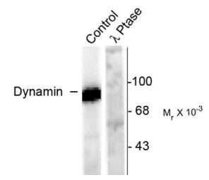 Anti-phospho-Dynamin (Ser778)