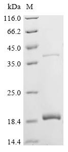 Insulin (INS), partial, bovine, recombinant