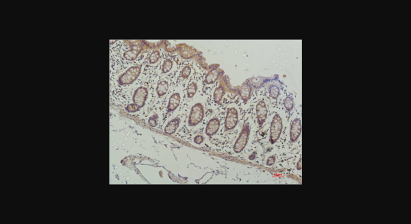 Anti-HDAC1 (4E1), monoclonal