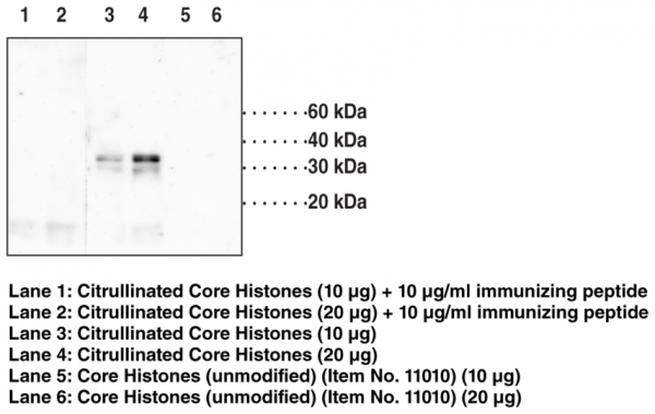 Anti-Histone H1.4 (Citrullinated Arg53)