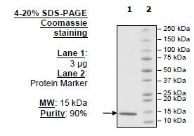 CREBBP (1081-1197), human recombinant, N-terminal His-tag