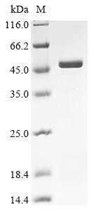 Uncharacterized protein C6orf163 (C6orf163), human, recombinant