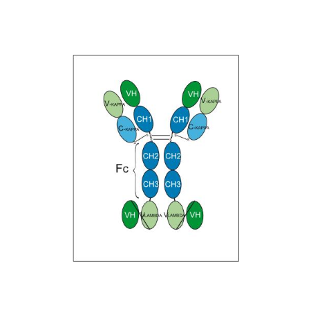 Anti-Claudin-18 Isoform2-Anti-4-1BB Bispecific Antibody (Givastomig)