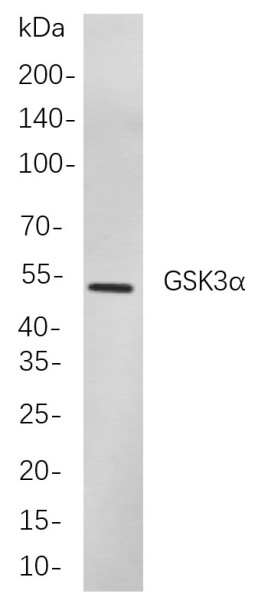 Anti-Recombinant GSK3alpha, clone 4F4
