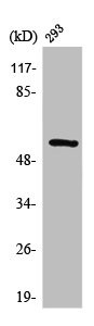 Anti-MMP3