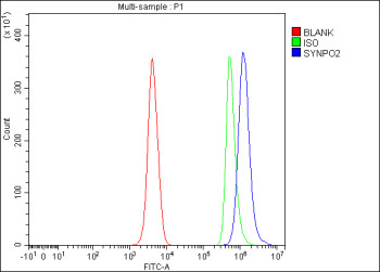 Anti-SYNPO2 / Synaptopodin 2