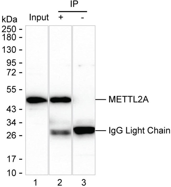Anti-METTL2A