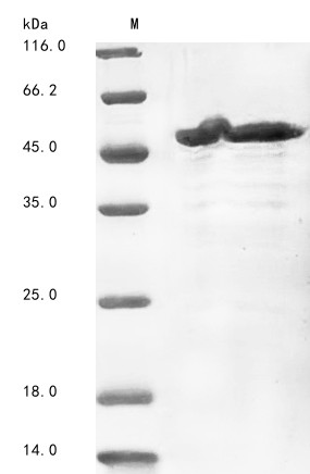 E3 ubiquitin-protein ligase pellino homolog 1 (PELI1), human, recombinant