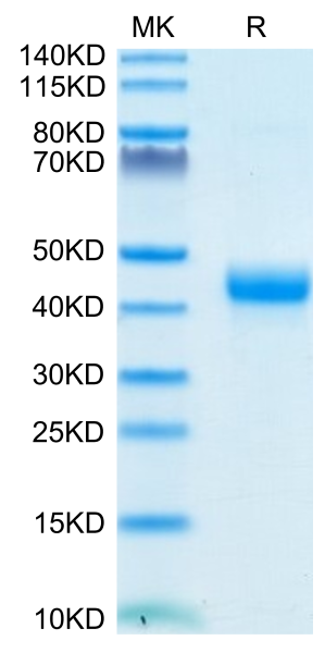 Biotinylated Cynomolgus CD3E/CD3 epsilon 1-27 Protein