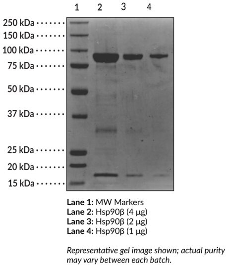 Hsp90beta (human, recombinant)