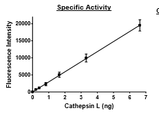 Cathepsin L, active human recombinant protein