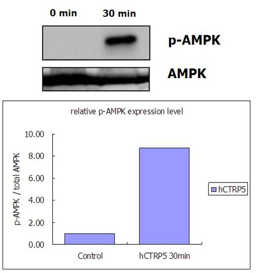CTRP5 (human, rec.) (His)