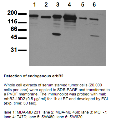 Anti-ErbB2 (amino acids 1240-1260), clone 19D2