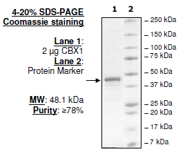 CBX1, GST-tag, human recombinant protein