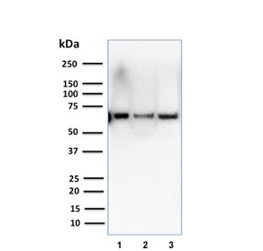 Anti-CSTF2T / Cleavage stimulation factor subunit 2 tau variant, clone PCRP-CSTF2T-1A3
