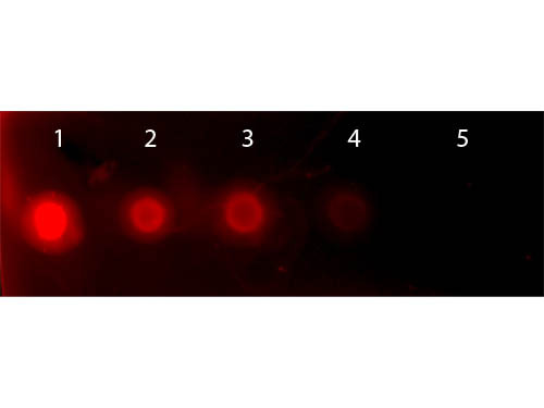 Human Transferrin Rhodamine Conjugated